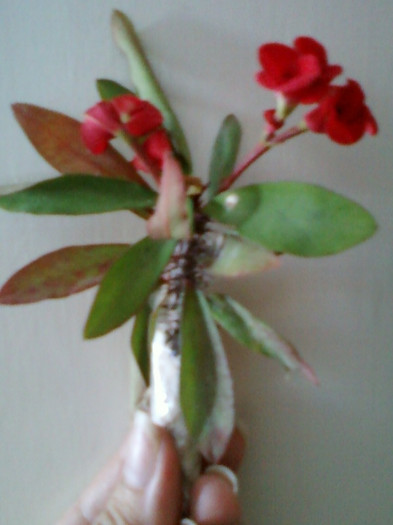 multumesc simona-usaghy