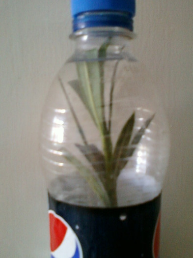 4 iulie 2012-flori 074