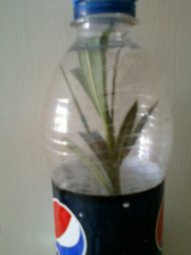 multumesc simona-usaghy