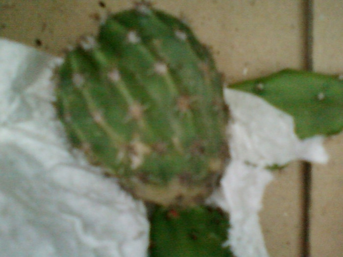 4 iulie 2012-flori 075