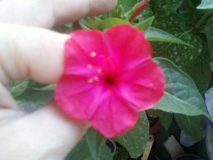 4 iulie 2012-flori 004