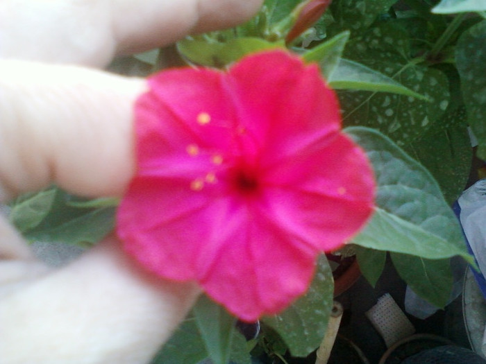 mirabilis jalapa-barba imparatului