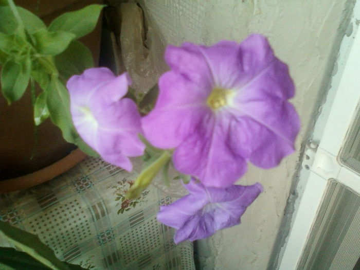 4 iulie 2012-flori 005