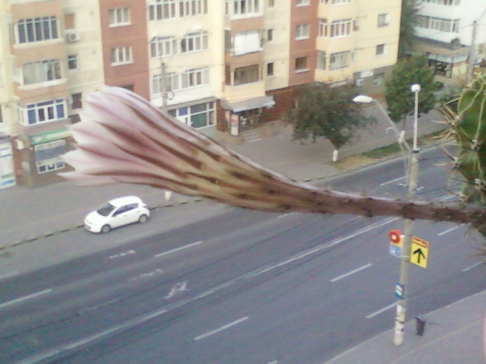 4 iulie 2012-flori 018