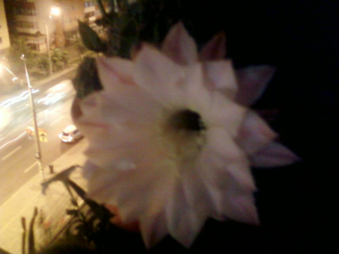 4 iulie 2012-flori 028