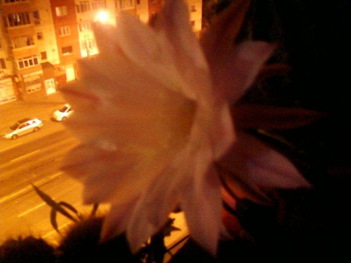 4 iulie 2012-flori 029