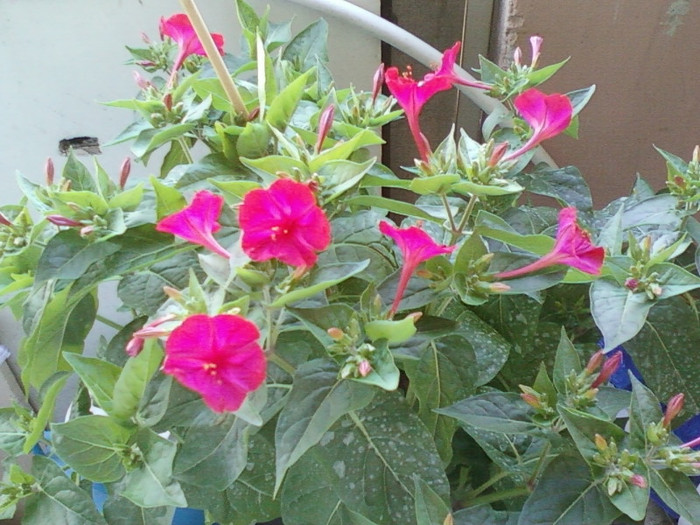 mirabilis jalapa-barba imparatului