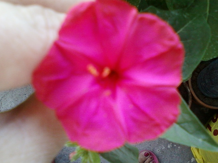 mirabilis jalapa-barba imparatului
