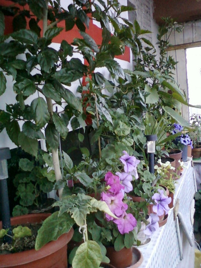 4 iulie 2012-flori 097
