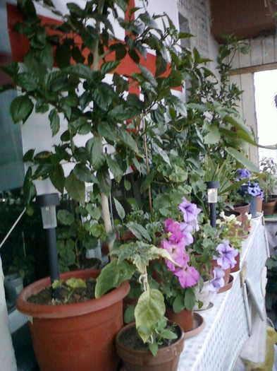 4 iulie 2012-flori 099