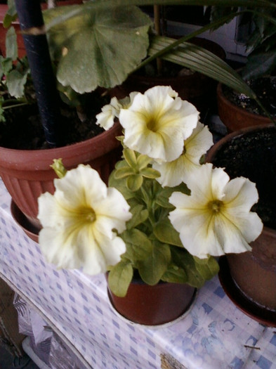 4 iulie 2012-flori 100