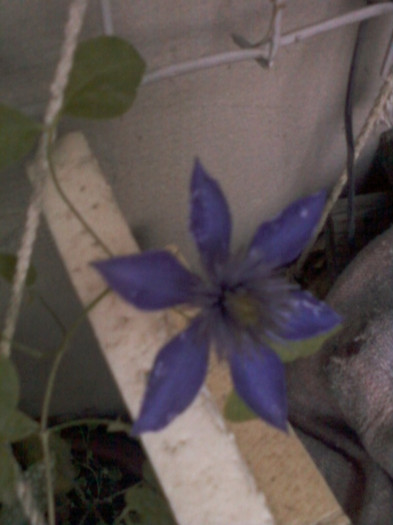 clematis(mov)-multi blue