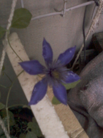 4 iulie 2012-flori 114