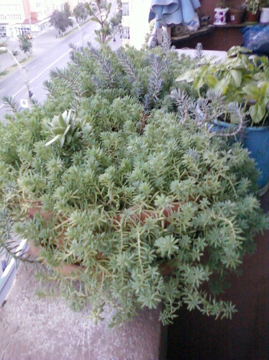 plante grase...