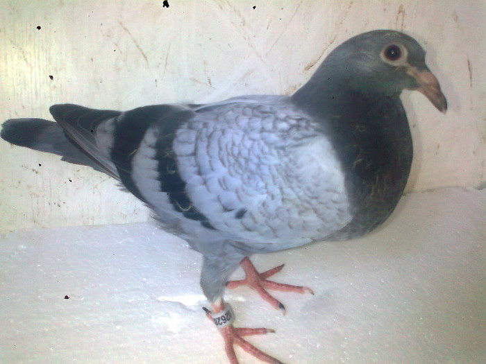 Fotografie0682 - 2pui 2012