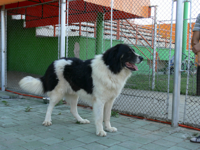 P1240023; CACIB BAIA MARE 30.06.2012
