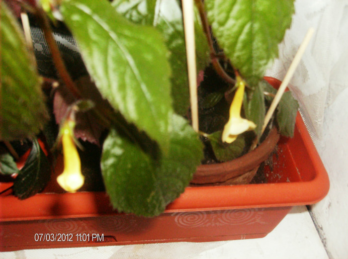 yellow beauty iulie 2012