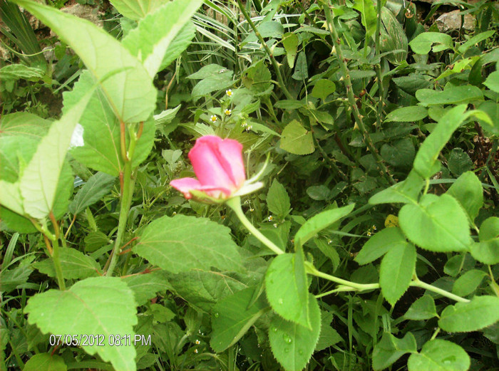 iulie 2012 044 - gradina iunie -iulie 2012