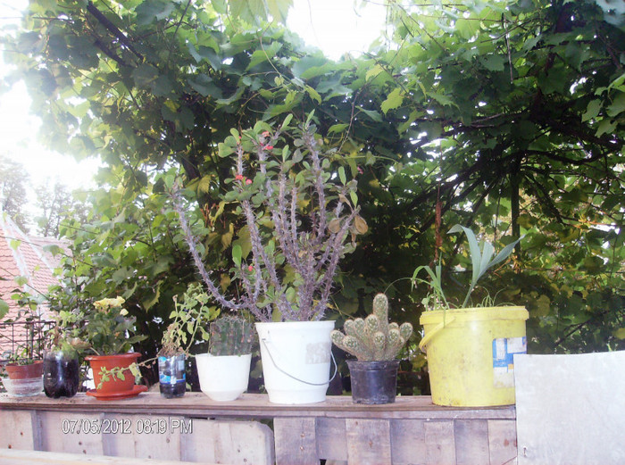 iulie 2012 063 - gradina iunie -iulie 2012
