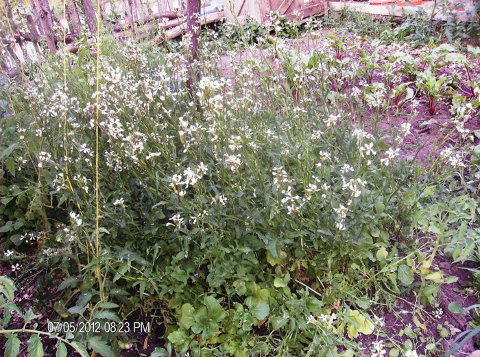 rucola cu flori si seminte iulie 2012