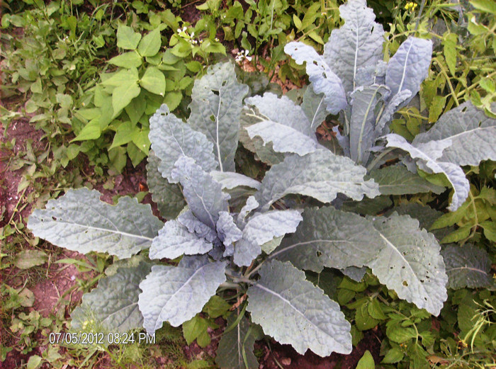 kale nero iulie 2012 - gradina iunie -iulie 2012