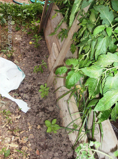 stevie rebaudiana din seminte iulie - gradina iunie -iulie 2012