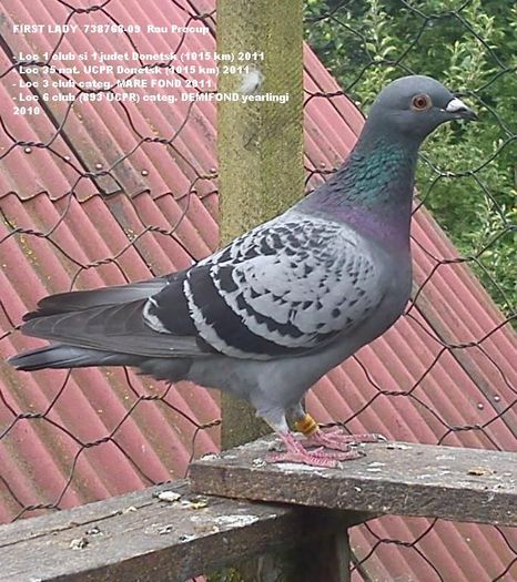 FIRST LADY 738768-09; Loc 11 club Zaporozhye 841 km
