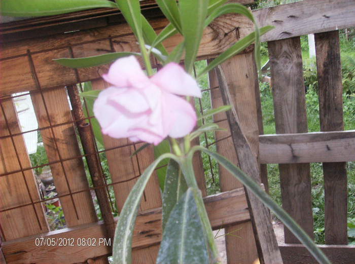 suntem .....iulie 2012 - oleander Italia- butasi la inradacinat-februarie