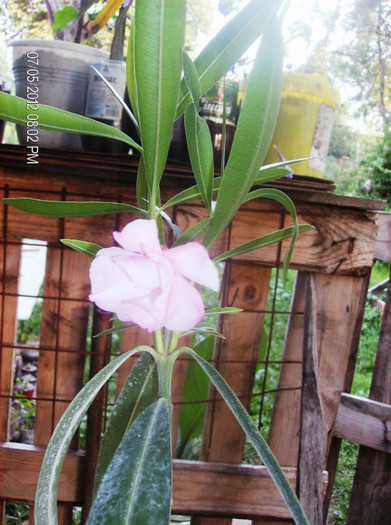 cei.....iulie 2012 - oleander Italia- butasi la inradacinat-februarie