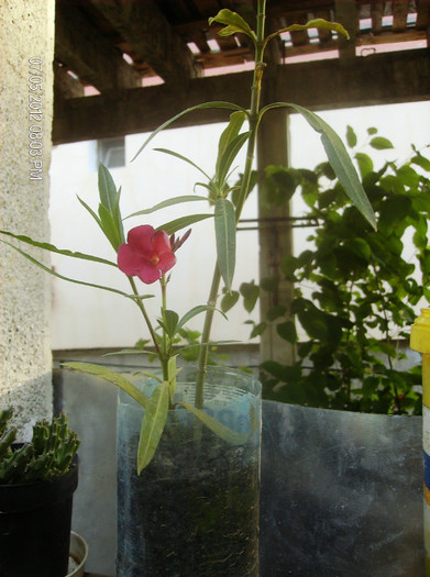 mai.....iulie 2012 - oleander Italia- butasi la inradacinat-februarie