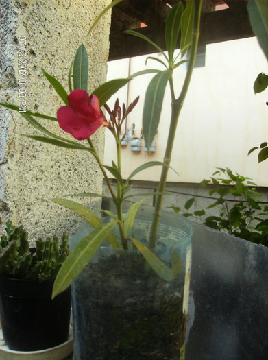 harnici.....iulie 2012 - oleander Italia- butasi la inradacinat-februarie