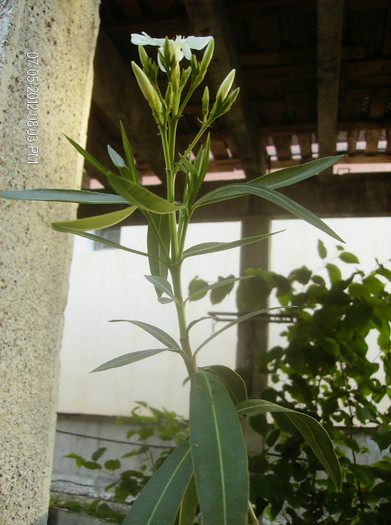 si eu!....iulie 2012 - oleander Italia- butasi la inradacinat-februarie