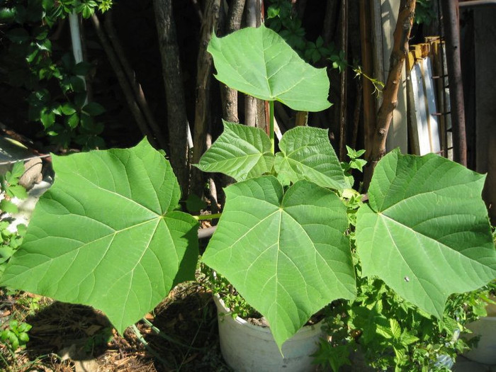 Paulownia tomentosa din galeata, iunie 2012 - Arborele Printesei-Paulownia tomentosa