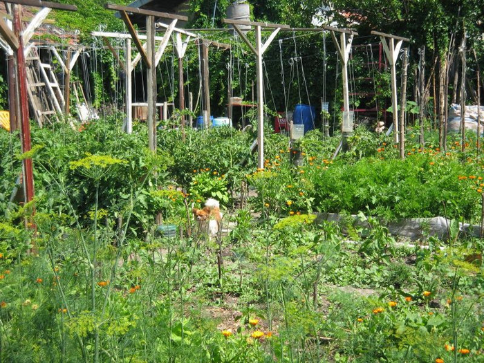 Gradina iunie 2012 076 - Gradina 2012