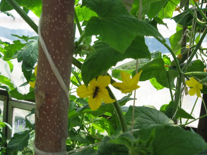 Gradina iunie 2012 087 - Gradina 2012