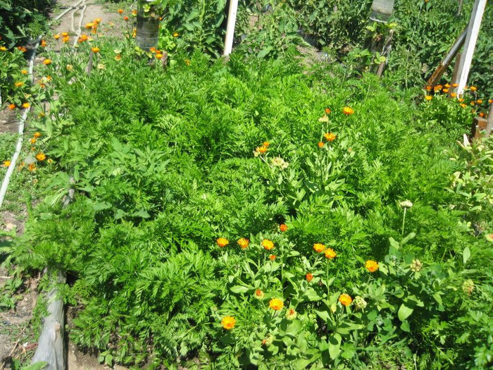 Gradina iunie 2012 105