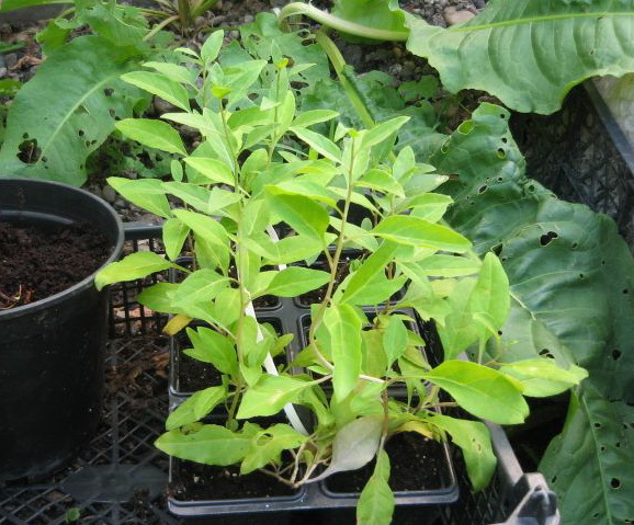 Goji, iunie 2012