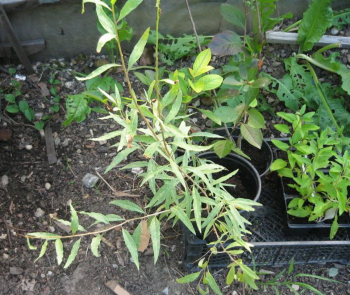 Goji, iunie 2012 - Gradina 2012