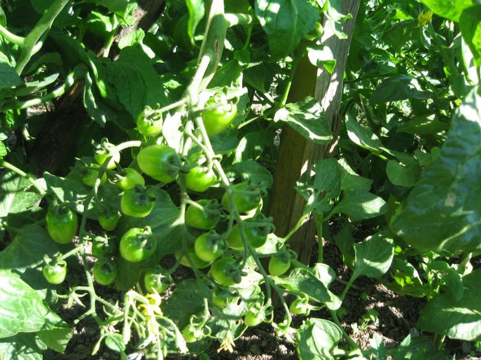 Rosii cherry prunisoare, iunie 2012