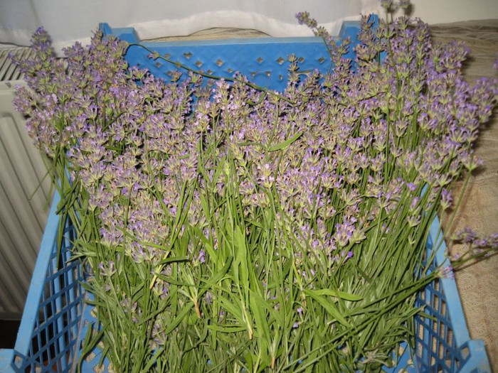 Am taiat Lavanda - Gradina 2012