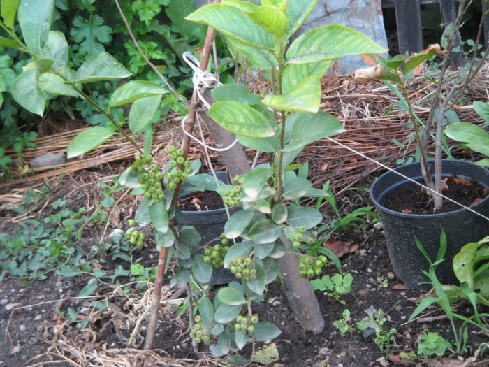 Aronia,iunie 2012