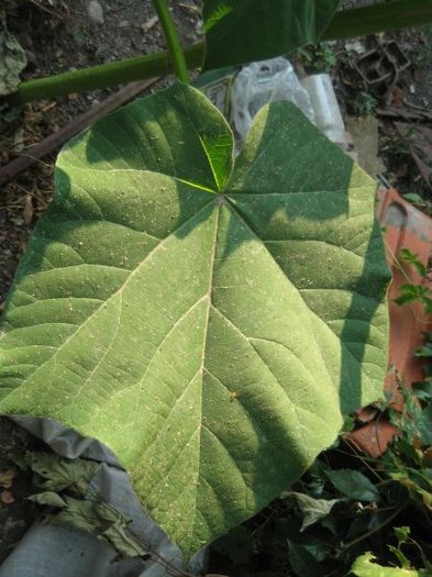 Frunza uriasa de Paulownia, iunie 2012 - Gradina 2012