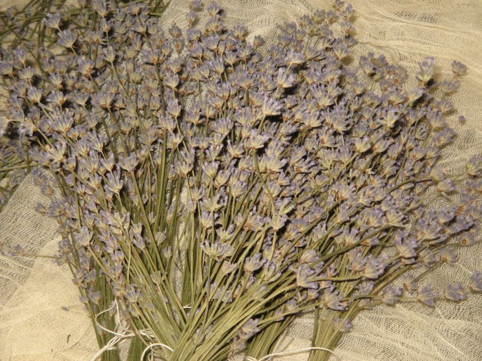 Lavanda uscata