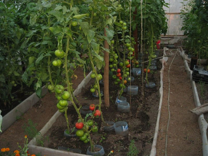 iunie 2012 - Gradina 2012