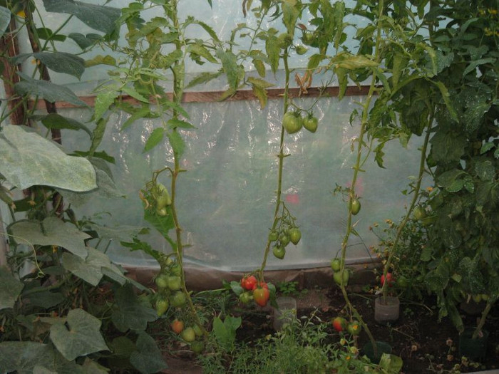 Rosii Inima de bou,iunie 2012 - Gradina 2012