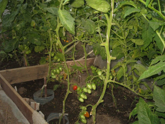 Rosii cherry prunisoare, iunie 2012 - Gradina 2012