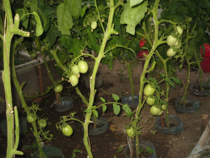 Rosii RioGrande,iunie 2012 - Gradina 2012