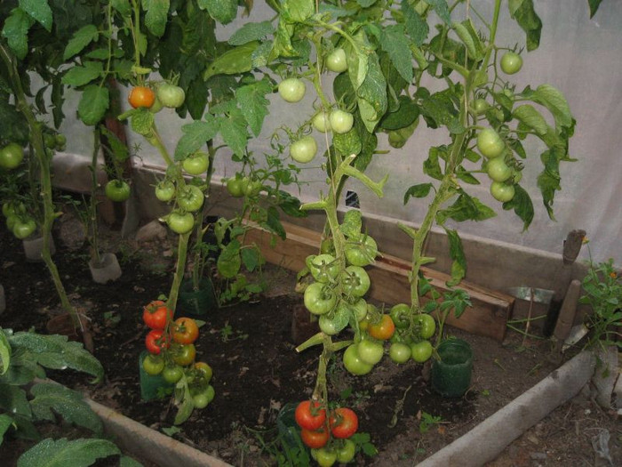 Rosii Balkan F1. iunie 2012 - Gradina 2012