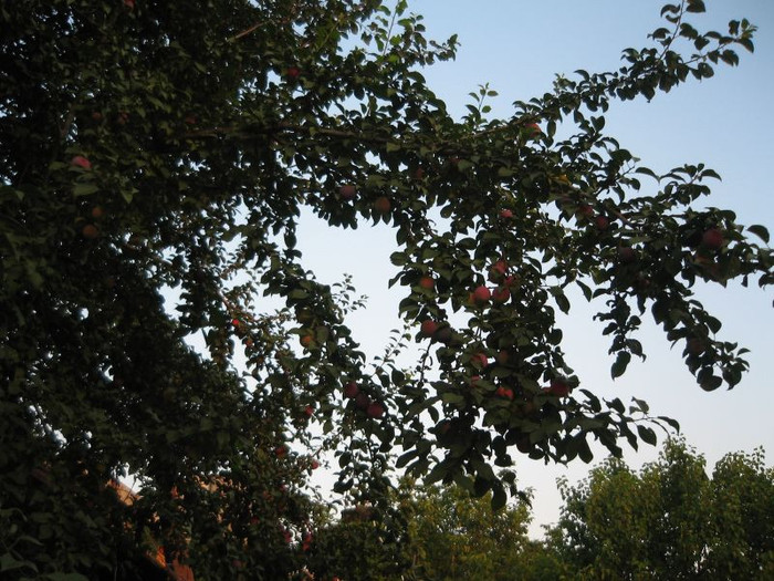 Corcoduse rosii uriase.iunie 2012