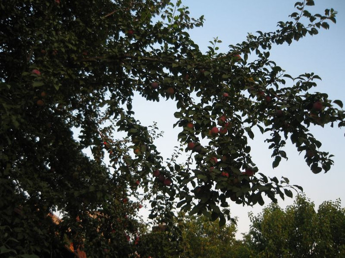 Corcoduse rosii uriase.iunie 2012 - Gradina 2012
